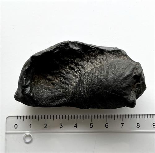 Hval Øre Fossil